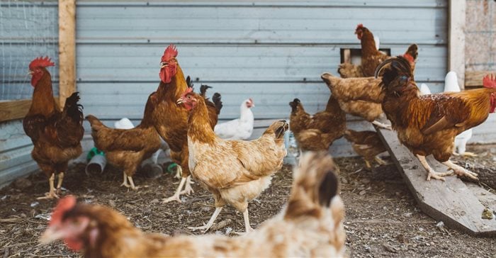 South Africa’s Poultry Industry Calls for Fair Trade Measures to Preserve Jobs and Local Production