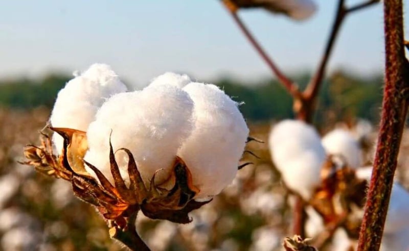 Unveiling the Secrets of a Divine Sleep Experience - Egyptian Cotton Bedding