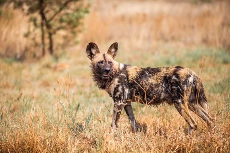 10 Wild Facts You Didn’t Know About African Wild Dogs This World Wild Dog Day