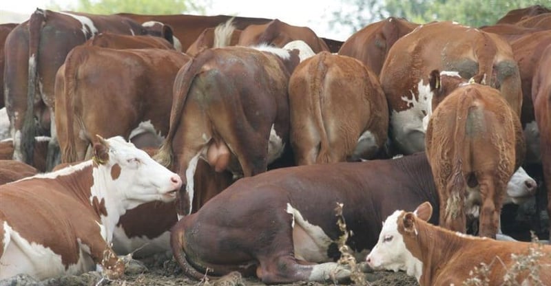 Western Cape Expands Vaccination Drive And Road Checkpoints To Contain Livestock Disease Outbreak