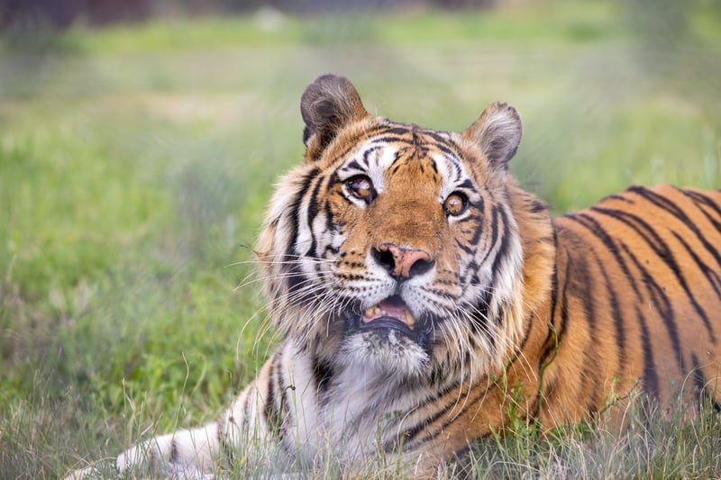The Journey of Rescued Tigers - Sandro’s Story of Survival and Strength