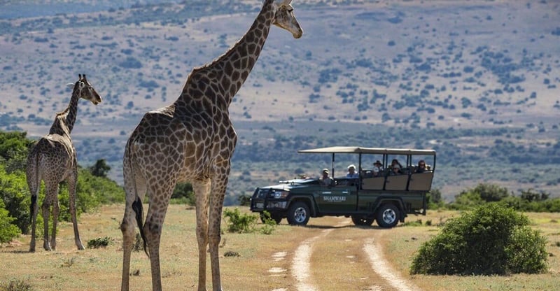 Giraffe Conservation Foundation Calls For Action To Preserve Africa’s Iconic Species And Genetic Diversity