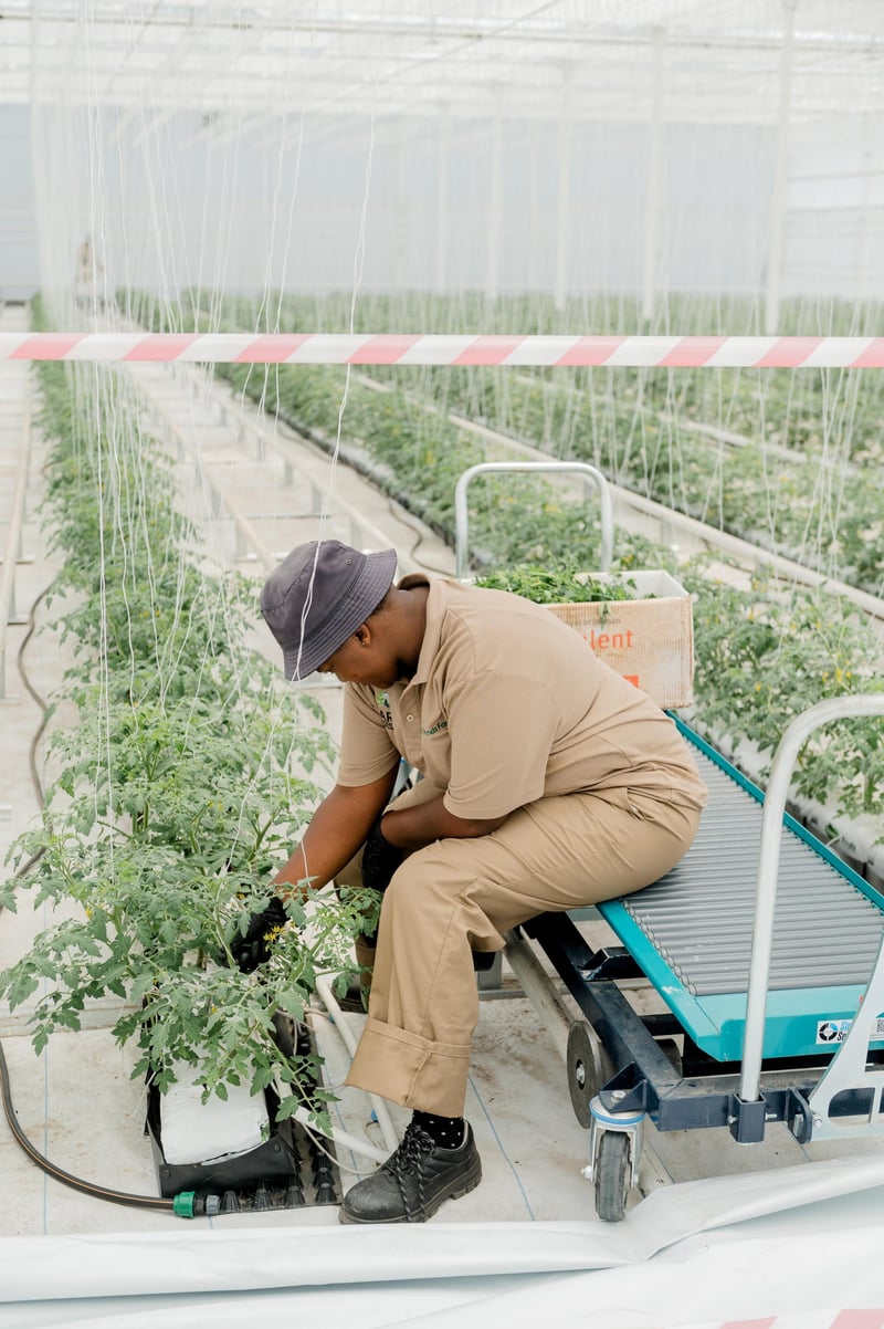 Eskom and the Netherlands officially launch Grootvlei Climate Smart Horticulture Centre in Mpumalanga, supporting the creation of substantial, sustainable jobs in the next 5 years
