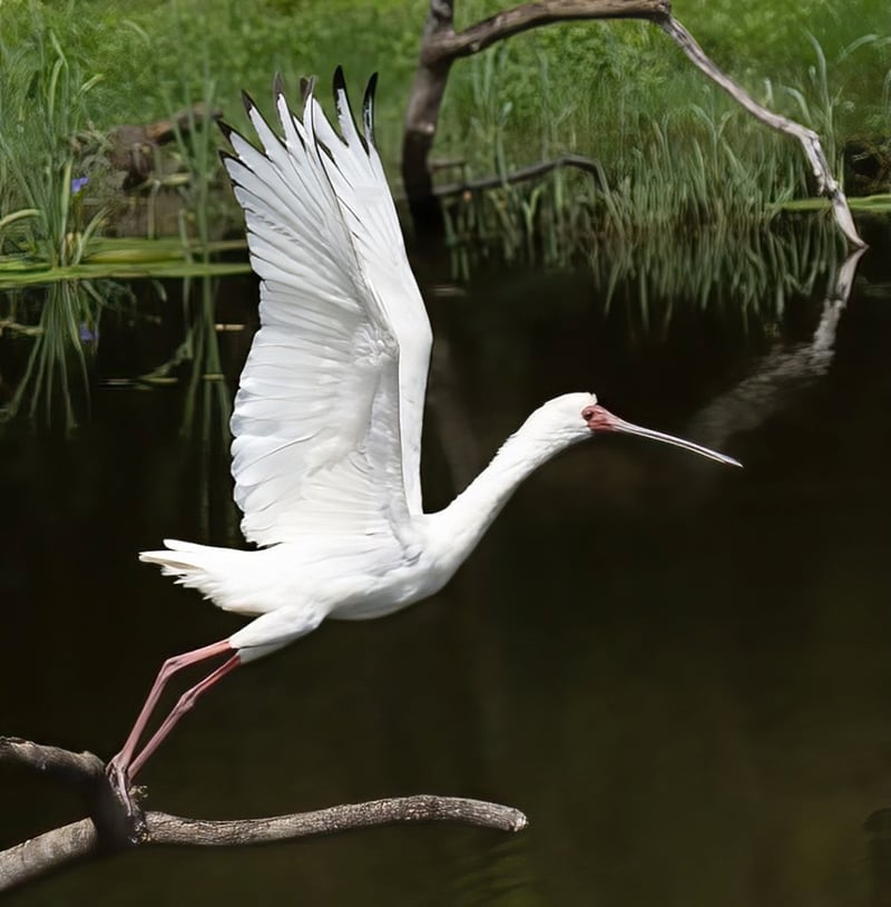 Some of the Top Birding Destinations to Visit on the KZN Mid-South Coast