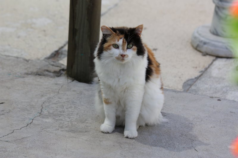 From Forgotten to Family - TEARS Highlights Feral Cats Ready for Adoption