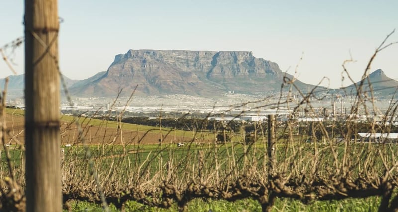 From dairy farm to boutique winery - Mellish Family Vineyards’ rise in Durbanville