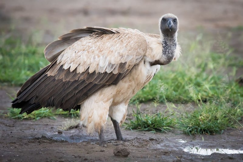 5 Wild Cape Vulture Secrets – And Where to Witness Them