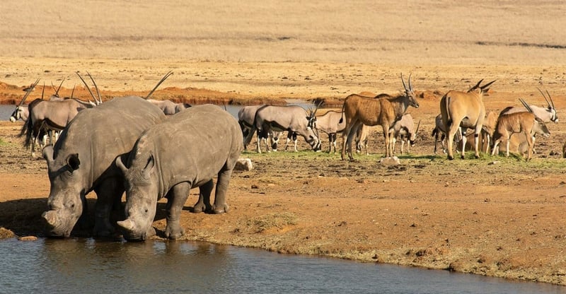 African Scientists Invited TO Apply For $150,000 Jennifer Ward Oppenheimer Research Grant