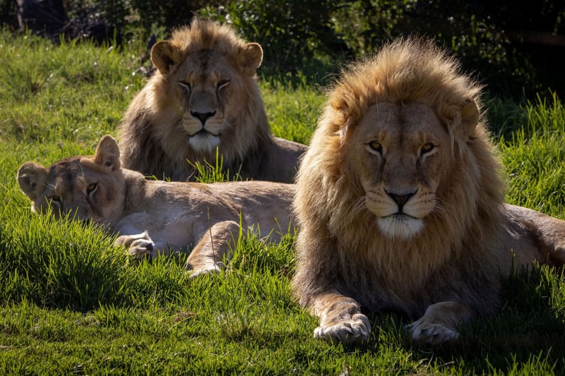 Roman, Vincent, Dolf, Ellie and Geena Thrive at LIONSROCK as FOUR PAWS Highlights Why Rescued Lions Cannot Be Released