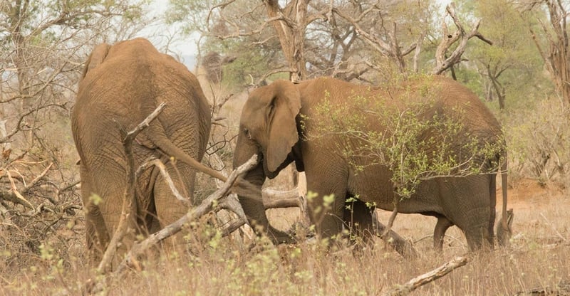 Hoedspruit Emerges As Ultra Luxury Property Hotspot With Exclusive Estates Near Kruger