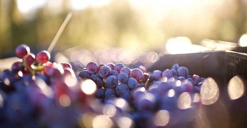 SA Wine Industry Forecasts 11% Harvest Recovery, Calls For Stronger Value Chains