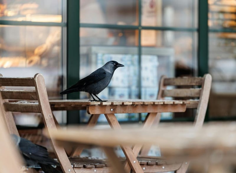 Eco Smart Pest Control Publishes Guide to Bird Proofing for Restaurant Outdoor Dining Areas in Gauteng