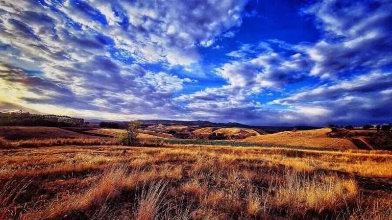 From green to gold in Winter!