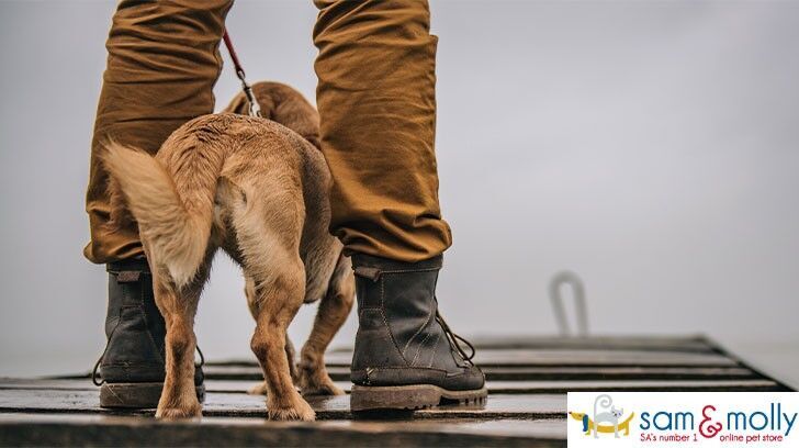 The Must Haves For A Dog Harness