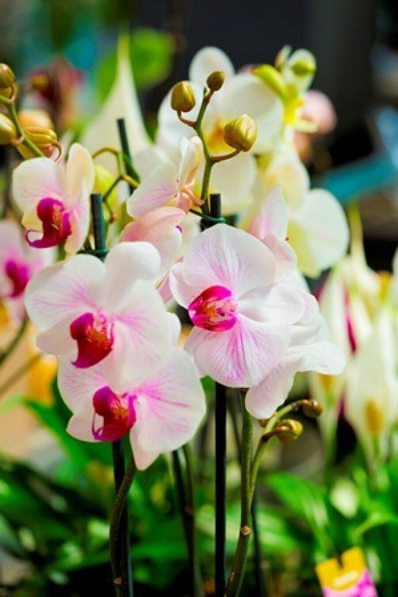 2016 Orchid Show at GardenShop FloraFarm promises an enchanting display