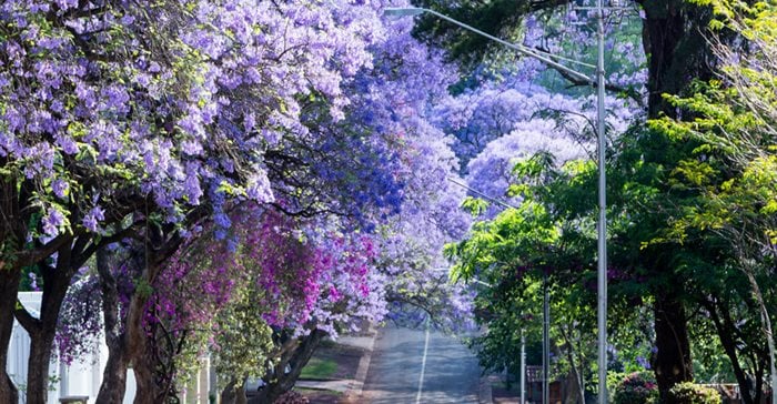 From Blooms To Brands How Jacaranda Season Evokes Emotion Memory And Creative Inspiration