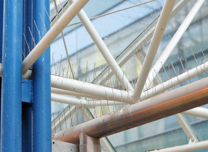 Eco Smart Pest Control Publishes Practical Bird Proofing Guide for Eco-Conscious Property Owners in Johannesburg