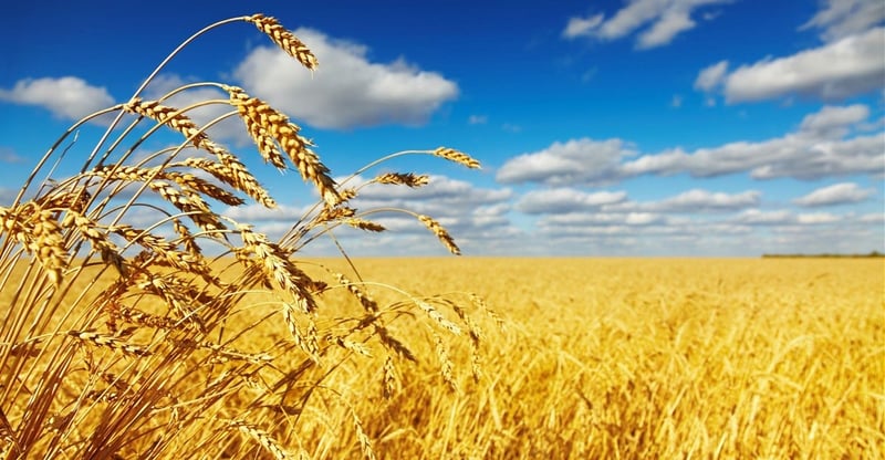 South Africa’s Agriculture Sector Strengthens As Master Plan Delivers Growth Across Key Commodities