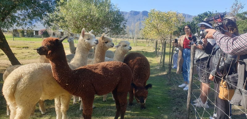 Wellington in winter