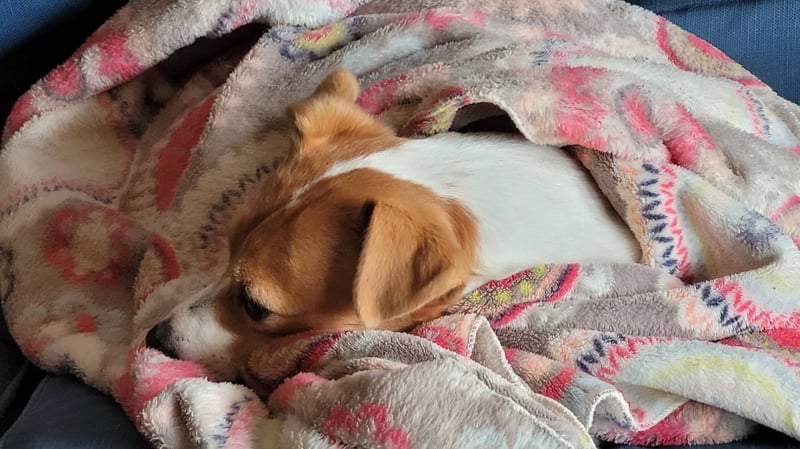 Urgent Winter Appeal From TEARS To Secure Resources For Animal Welfare And Infrastructure Repair