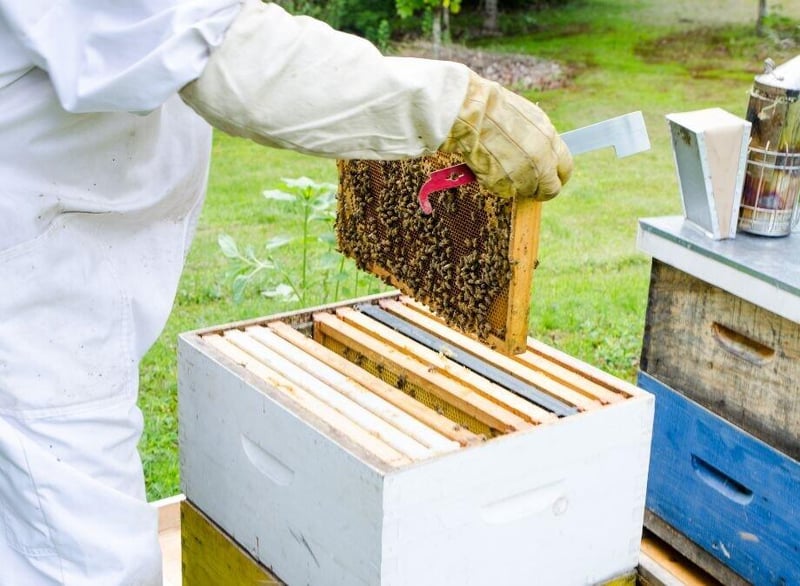 Eco Smart Pest Control Publishes Guide on Safe Bee Removal for Gauteng Families
