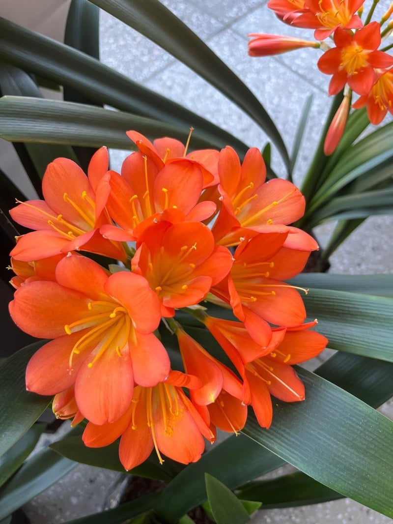 Hyde Park Corner Brings Spring Indoors with Made to Bloom Clivia Exhibition