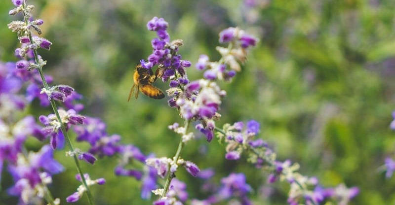 Protecting Biodiversity Key To Securing Clean Air, Water, Medicine And Food For Future Generations
