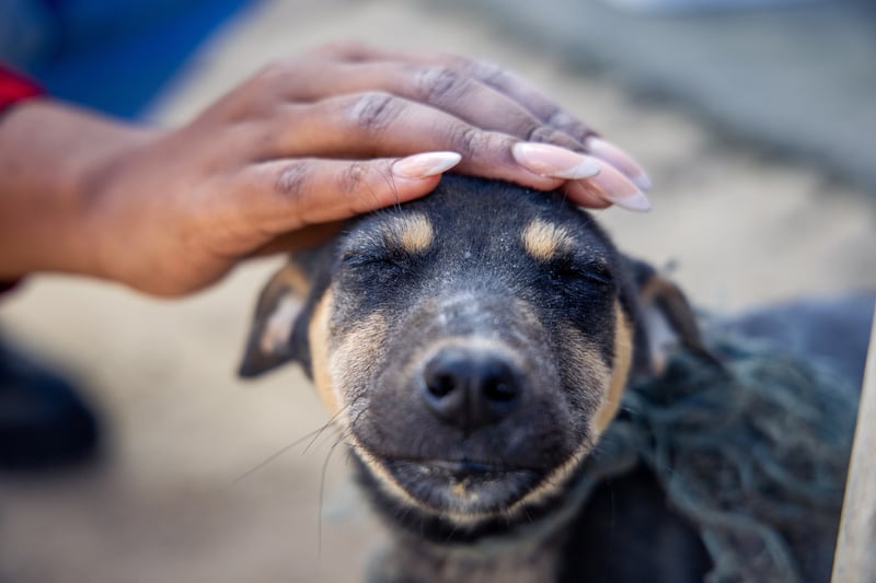 World Stray Animal Day - South Africa’s Stray Animal Crisis needs Humane Solutions