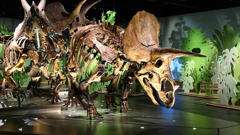 Natural History Museum Abu Dhabi Opens As Middle East’s Largest Destination For Science Nature And Education