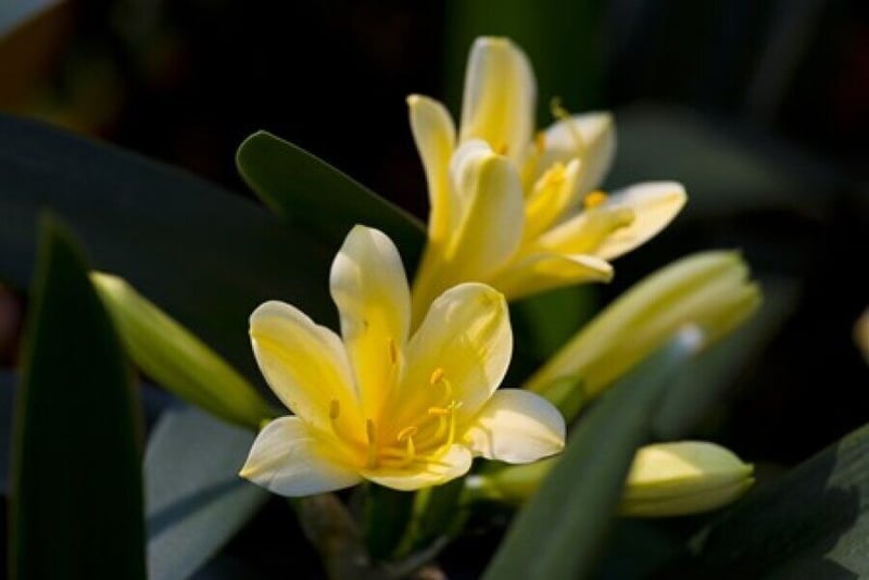 2016 Clivia Show will captivate with vivid blooms on display at GardenShop FloraFarm