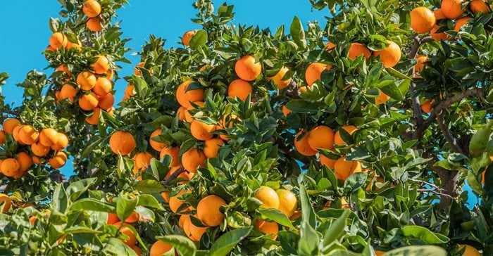 South Africa Citrus Exports Set For Growth Despite Global Uncertainty And Mixed Crop Performance