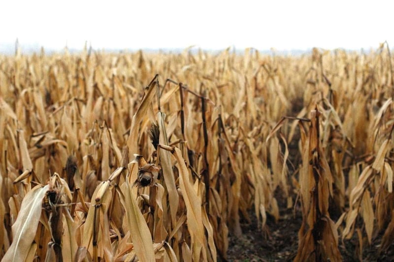 South African farmers face strong El Niño drought risks, urged to adopt six financial and operational safeguards