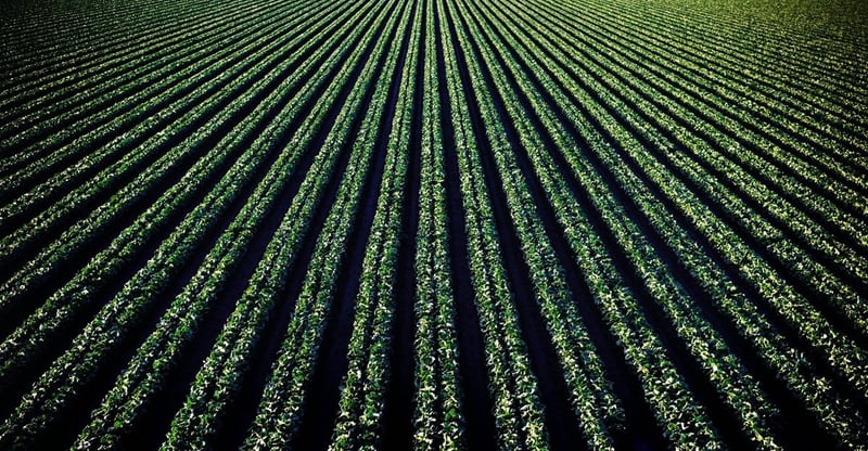 Agriculture Drives South Africa’s Economic Growth As GDP Rises In Final Quarter Of 2025