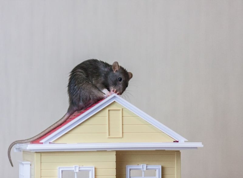 Eco Smart Pest Control Publishes Guide on Roof Space Rodents and Indoor Air Quality for Johannesburg Homeowners