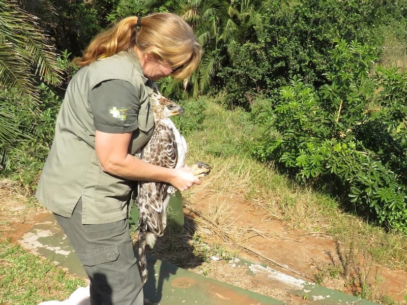 Crocworld and Team Release Juvenile Crowned Eagle Rescued from the Ocean