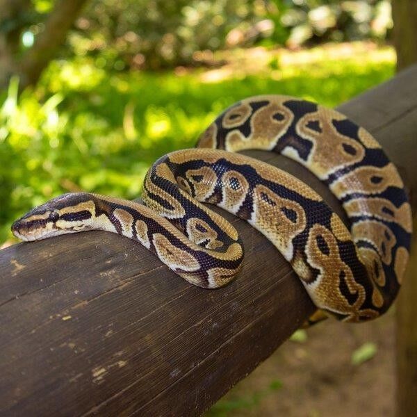 Meet Crocworld Conservation Centre’s Resident Snakes to Celebrate World Snake Day!
