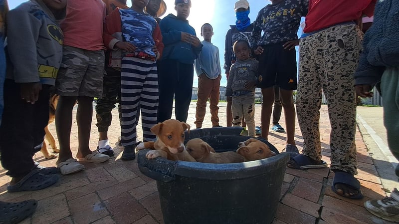 Khayelitsha Clinic Increases Sterilisation Drive To Reduce Pet Overpopulation And Disease