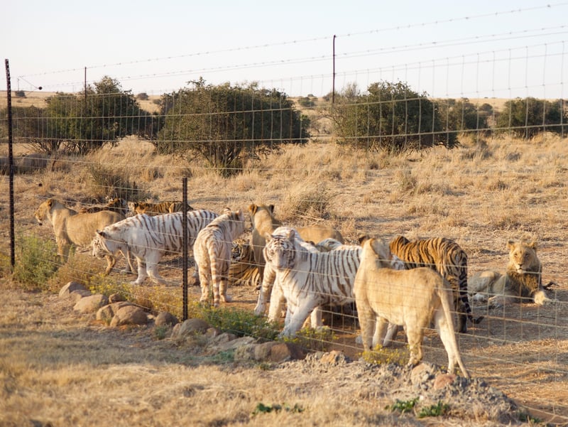 Endangered Species Day - South Africa Must #BreakTheViciousCyle