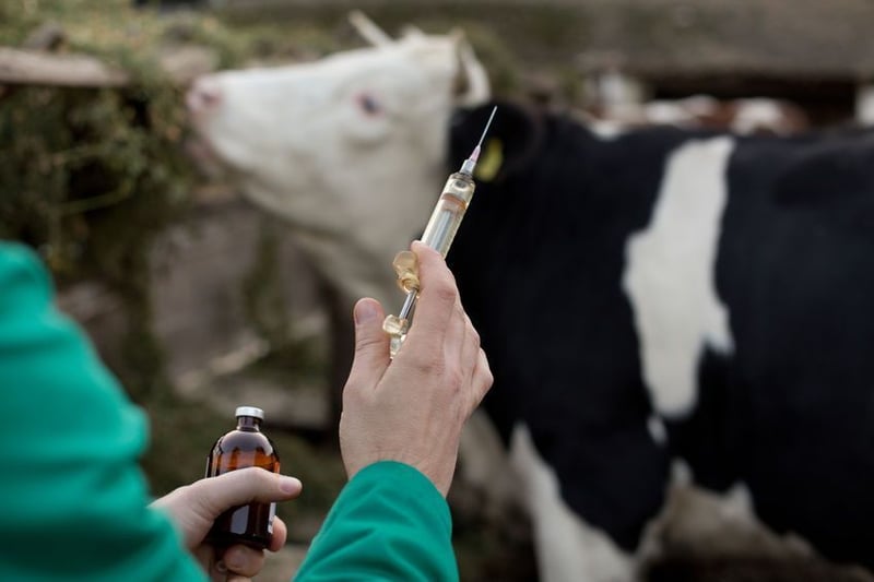 South Africa launches online system for livestock owners to apply for FMD vaccination authorization