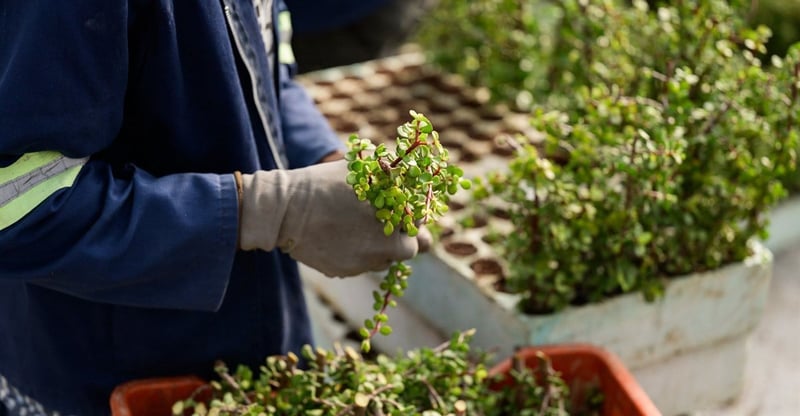 180 Million Spekboom Planting to Rehabilitate Over 50,000 Hectares of Albany Thicket