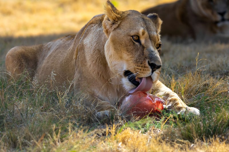Keeping Cool Under the African Sun - How LIONSROCK Protects Its Big Cats in Summer