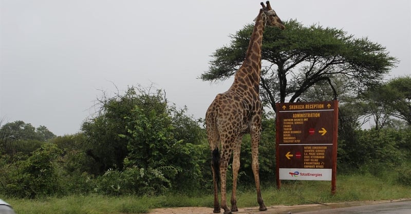 SANParks Moves To Accelerate Kruger Park Repairs With Dedicated Recovery Fund