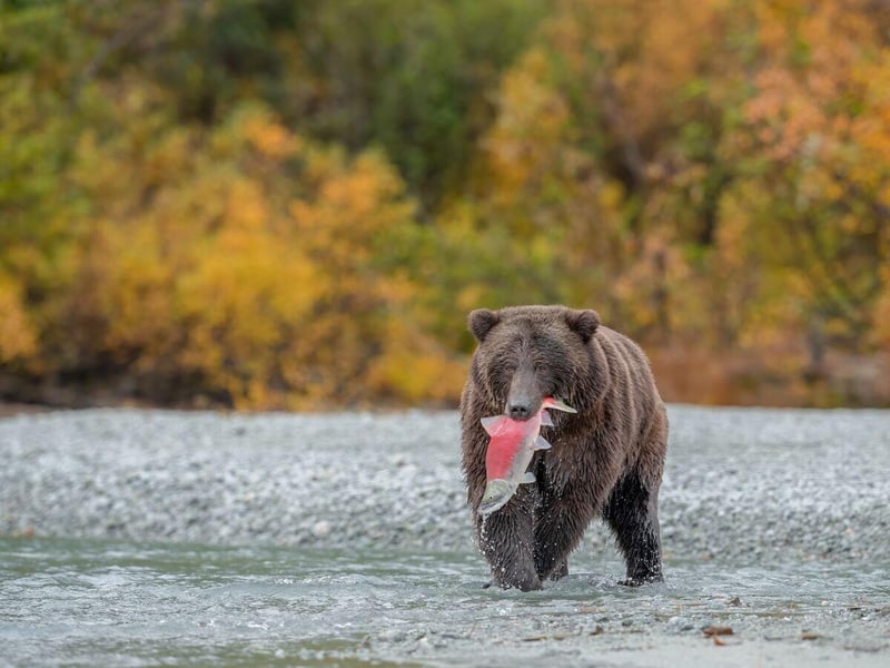 Jennifer Hadley Photography Announces a Curated 2026 Katmai Bear Photography Season