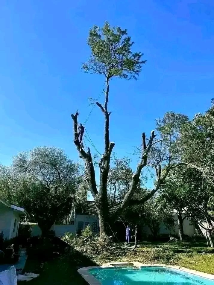 New Rigging Systems Raise Safety Standards for Tree Felling Cape Town