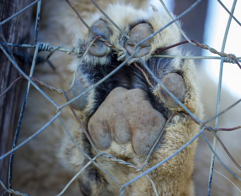 FOUR PAWS supports DFFE’s decision to bar lion bone exports
