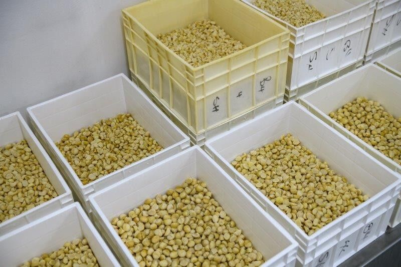 The KZN South Coast - A Hub for Macadamia Nut Excellence