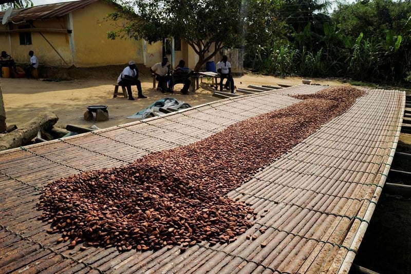 Ghana raises $288m in first tranche of debt to fund cocoa farmer purchases