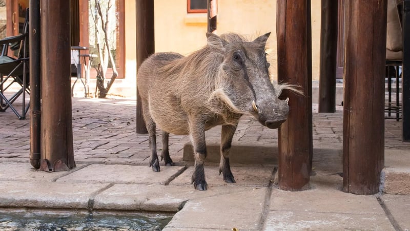 Africana Travel Redefines Hoedspruit Accommodation with Exclusive Wildlife Estate Lodges