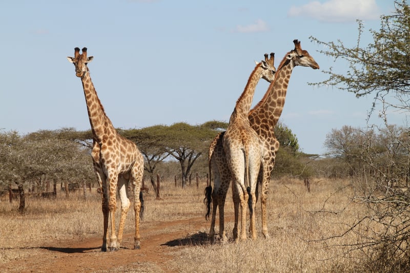8 Things You Probably Didn’t Know About Giraffes This World Giraffe Day
