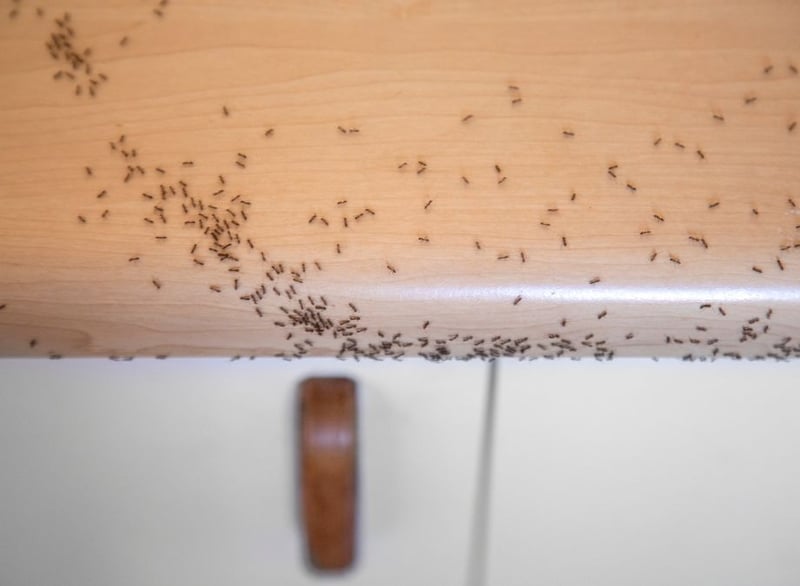 Eco Smart Pest Control Shares Insights on Why Ant Infestations Keep Returning